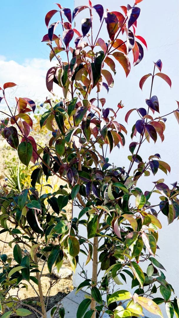 幹太。逸品常緑ヤマボウシ ホンコンエンシス1.6M(鉢底から)品番A