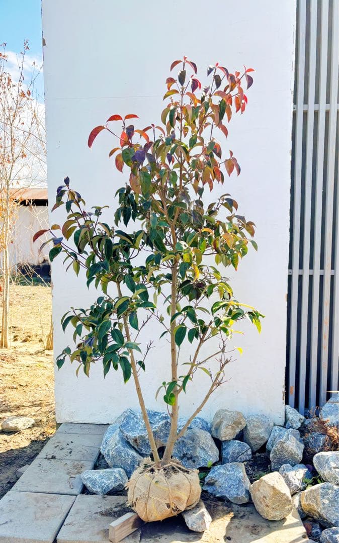 幹太。逸品常緑ヤマボウシ ホンコンエンシス1.6M(鉢底から)品番A