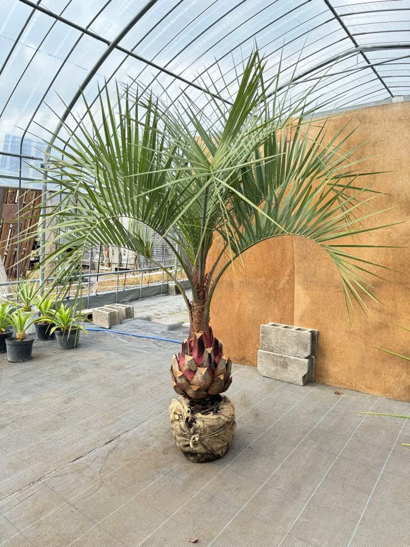 ココスヤシシルバーリーフ【極太】葉先160cm幹回り90cm 幹高40cm