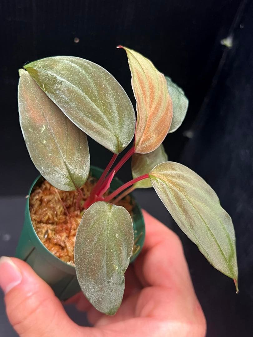 Homalomena sp. \"夕霧\" ホマロメナ/熱帯植物