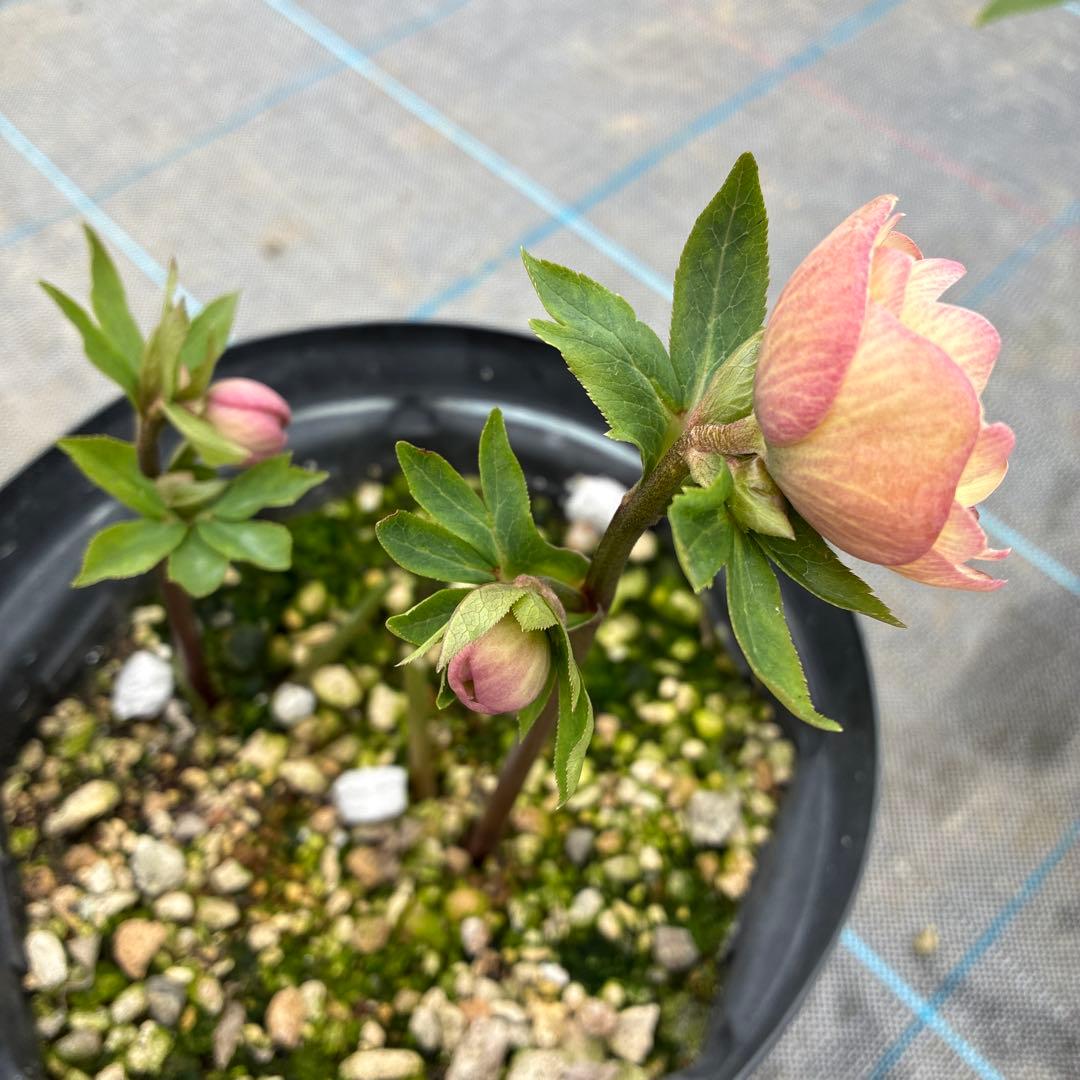 専用になります。