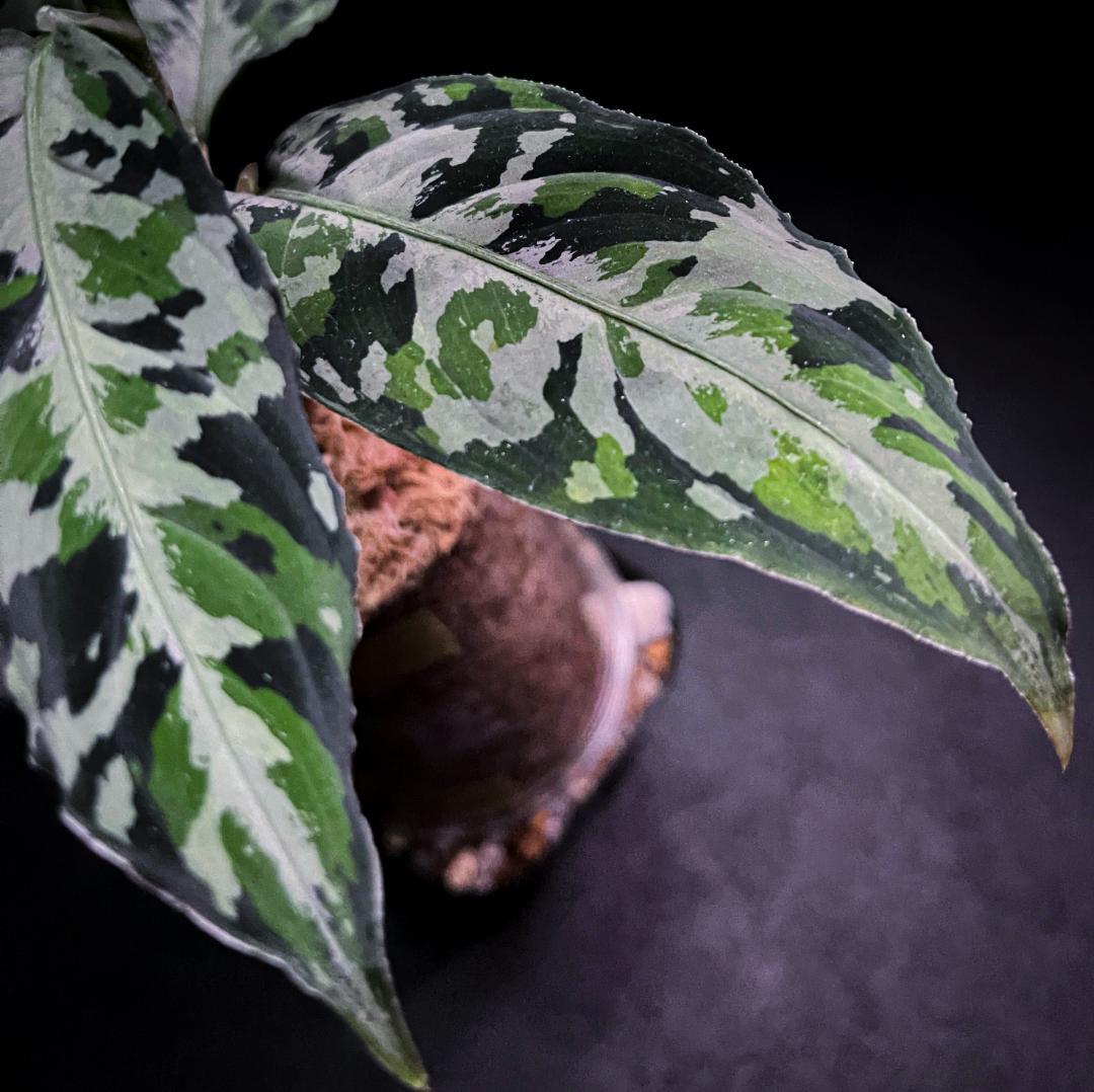 ◆RGL◆ 斑入り 中株 現地便 南スマトラ アグラオネマピクタム マルチカラー