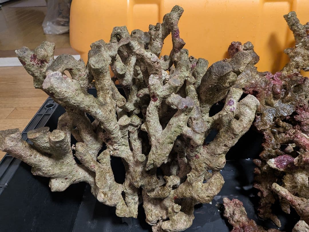 天然ライブロック　枝状含む15キロ以上