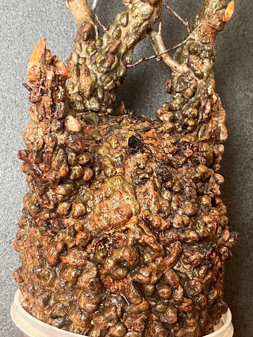 オペルクリカリア・パキプス ぼこぼこ丸株 ベアルート