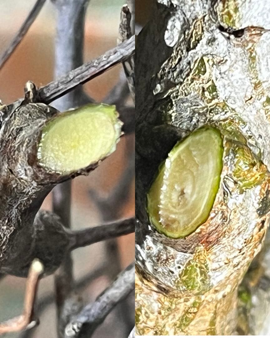 オペルクリカリア・パキプス ぼこぼこ丸株 ベアルート