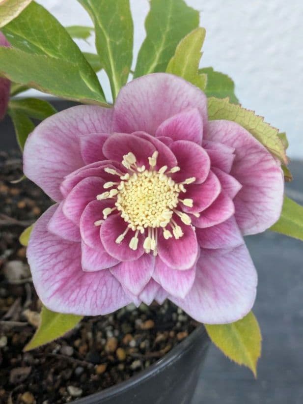 【広瀬園芸】クリスマスローズ ソレイユ系dd 蕾複数有