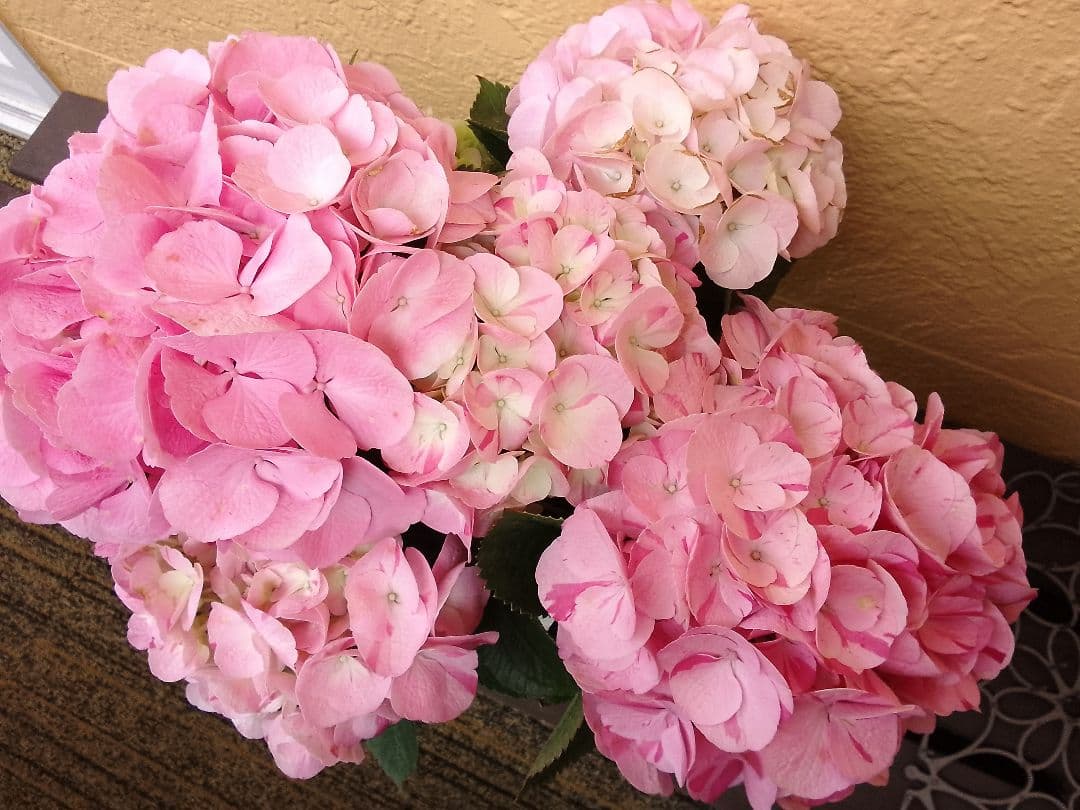 珍しい品種　絞り模様　スプラッシュアジサイ　紫陽花　5号鉢