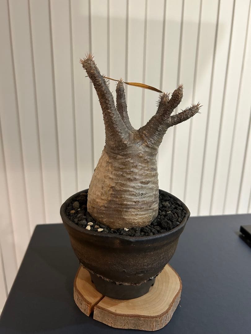 パキポディウムグラキリス　大小セット