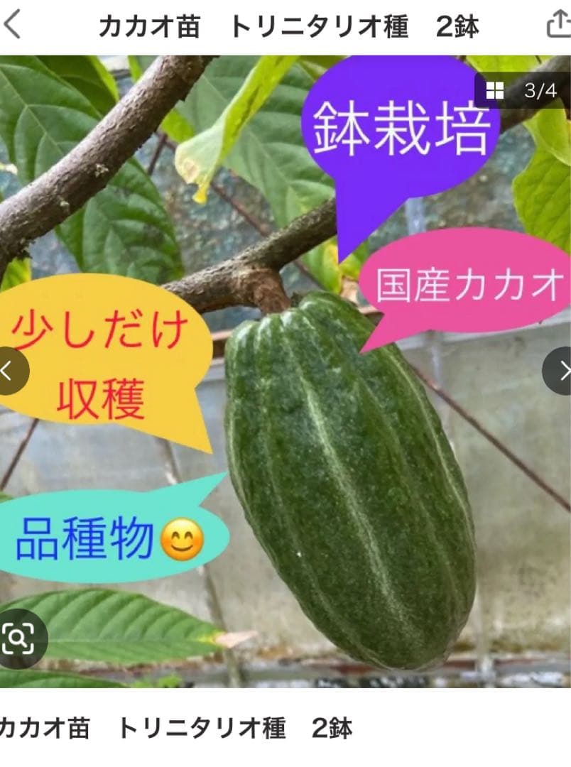 カカオ苗2鉢組　トリニタリオ種