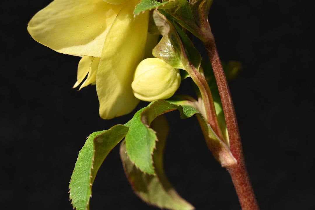 クリスマスローズ　認定かぐや姫　加藤農園