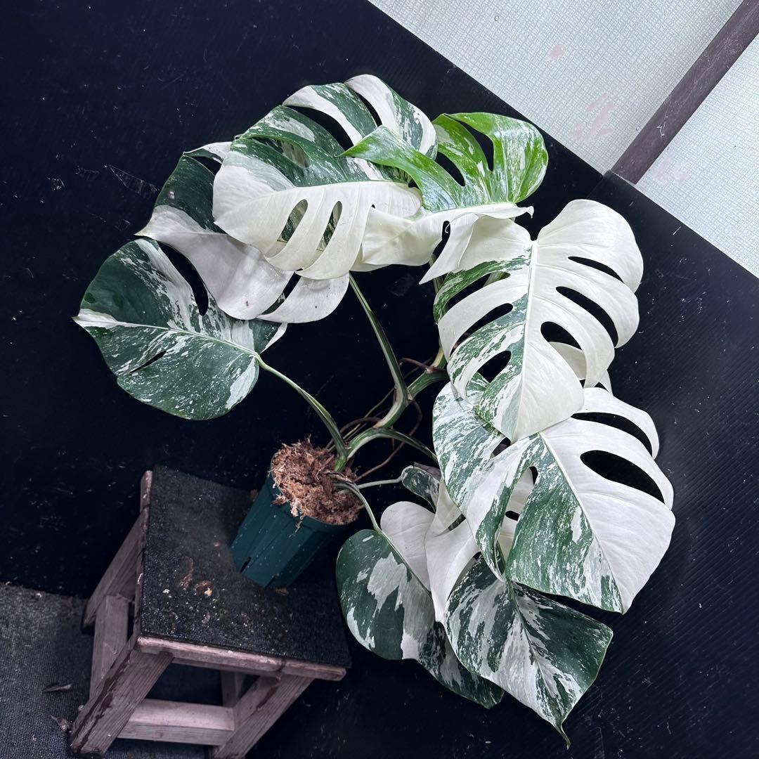 c*f様 斑入りモンステラ ホワイトタイガー極美大株73cm白斑多