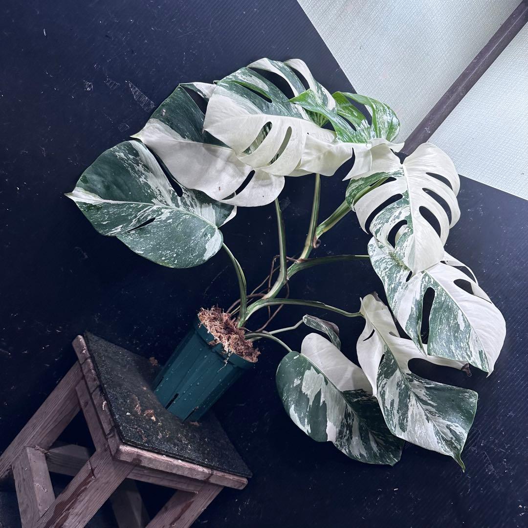 c*f様 斑入りモンステラ ホワイトタイガー極美大株73cm白斑多