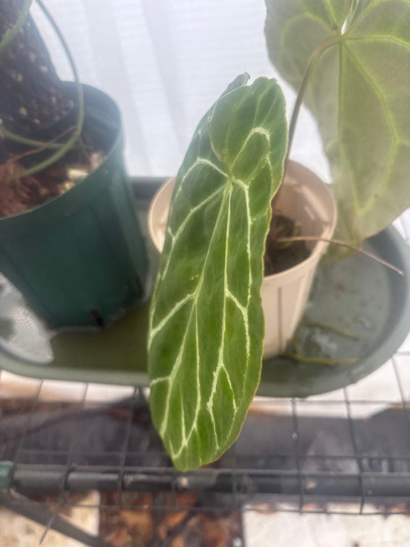 アンスリウム　原種　クリスタリナム　サウスアメリカ　レア　要・確認