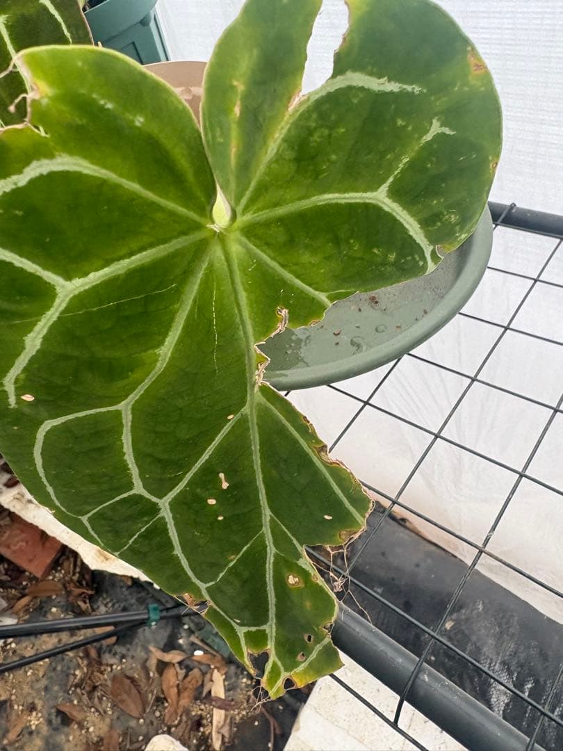 アンスリウム　原種　クリスタリナム　サウスアメリカ　レア　要・確認