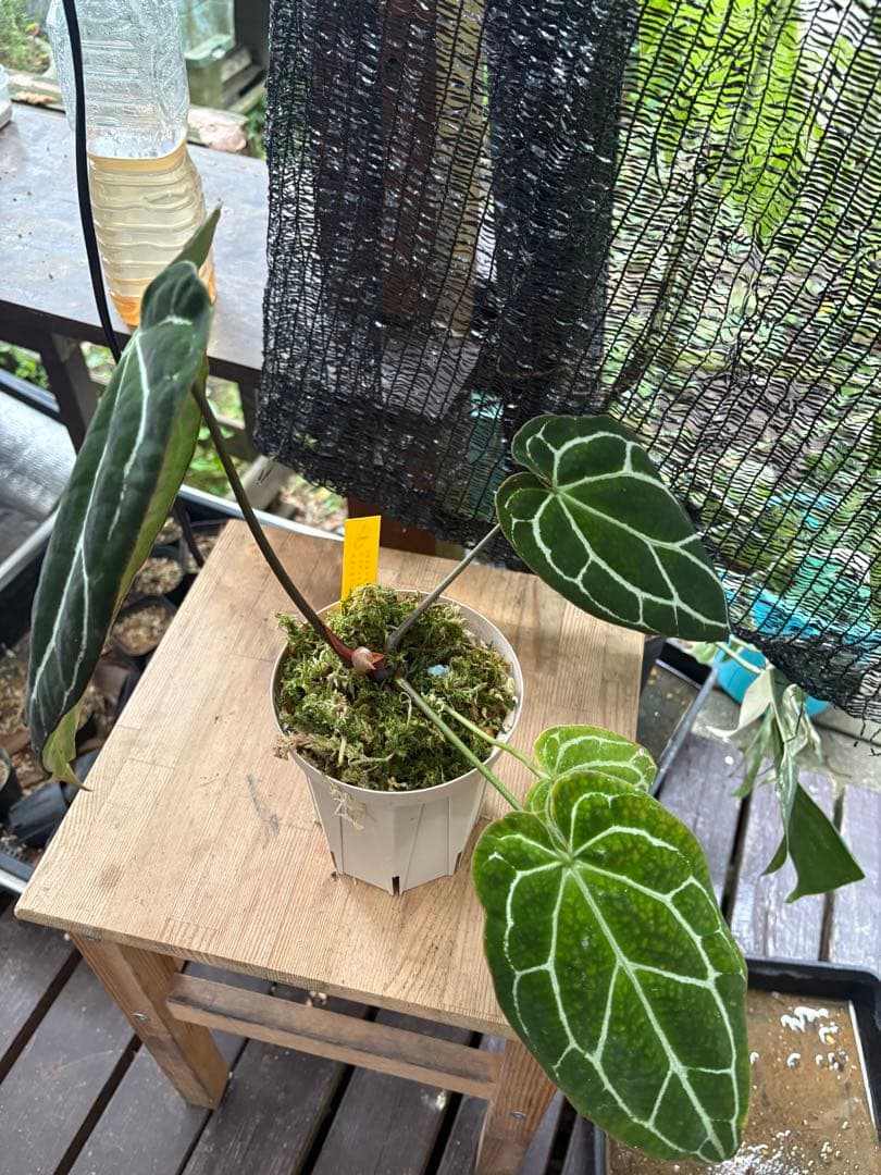 アンスリウム　原種　クリスタリナム　サウスアメリカ　レア　要・確認