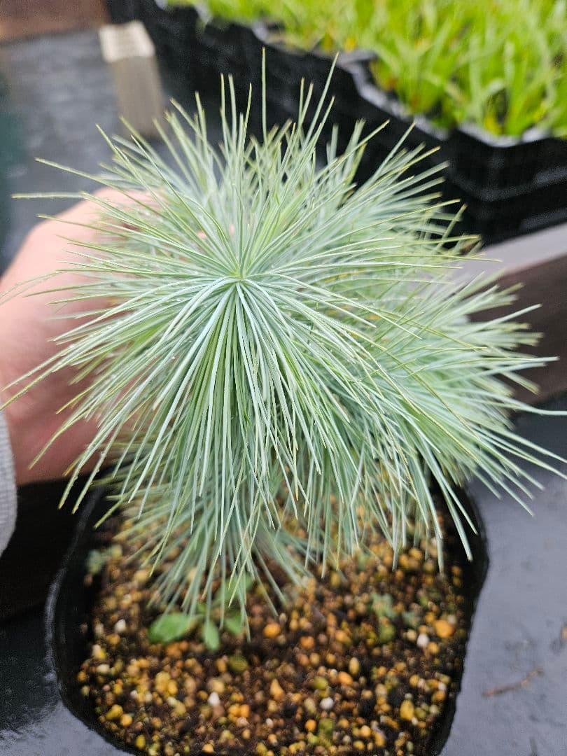 マルチネス　ピニョンマツ