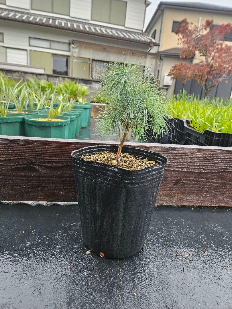 マルチネス　ピニョンマツ