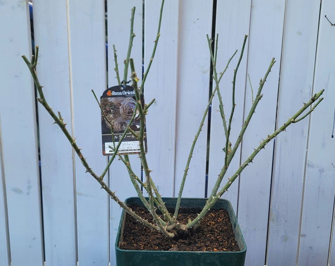 【冬季特大大苗】●バラ苗●ルクソール●国産苗 8号鉢植え●ロサオリエンティス●