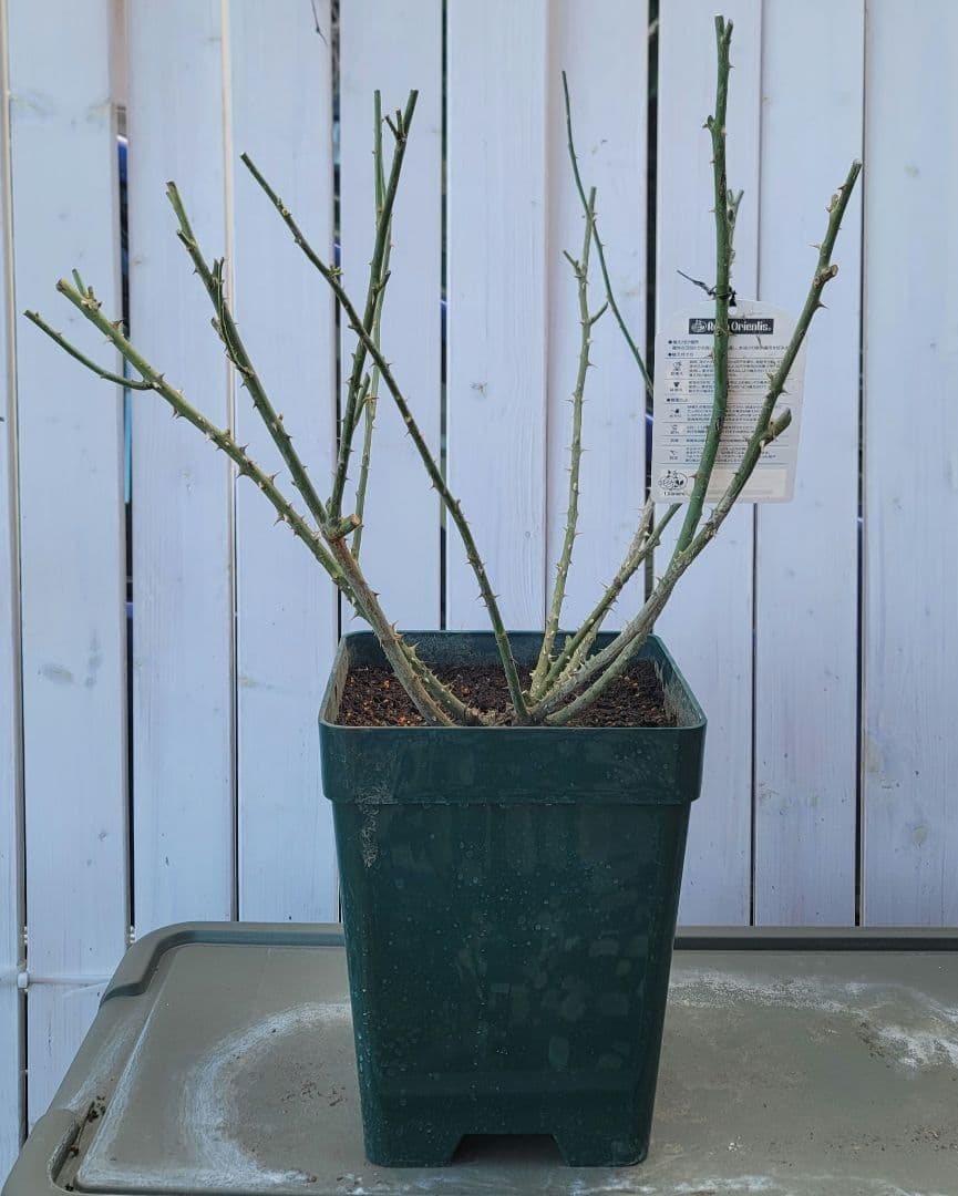 【冬季特大大苗】●バラ苗●ルクソール●国産苗 8号鉢植え●ロサオリエンティス●