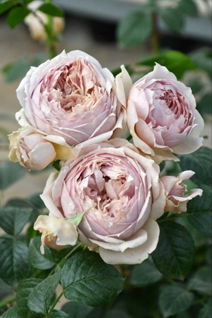 【冬季特大大苗】●バラ苗●ルクソール●国産苗 8号鉢植え●ロサオリエンティス●