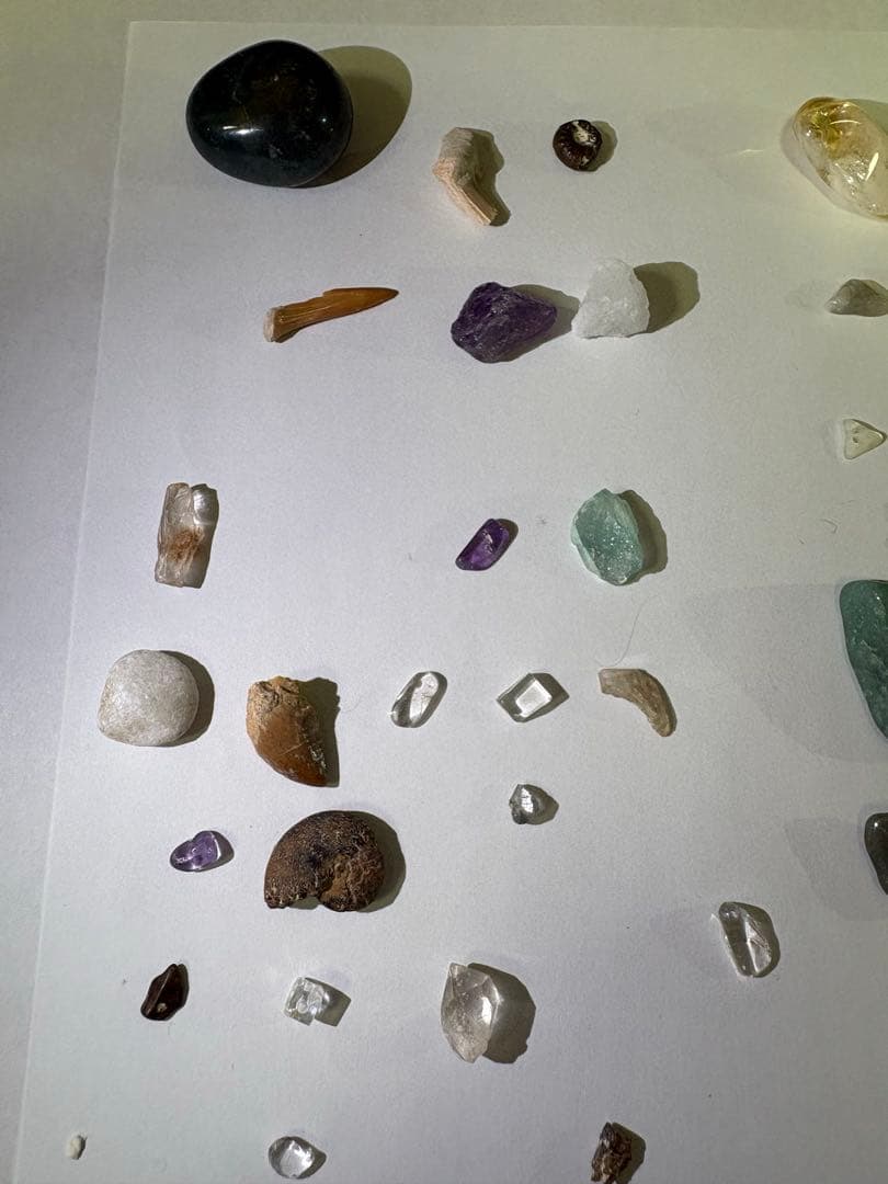 化石詰め合わせセット