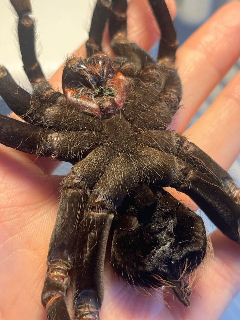 【特大標本】ボリビアンスティーリーブルータランチュラ LS17cm程ムカデ