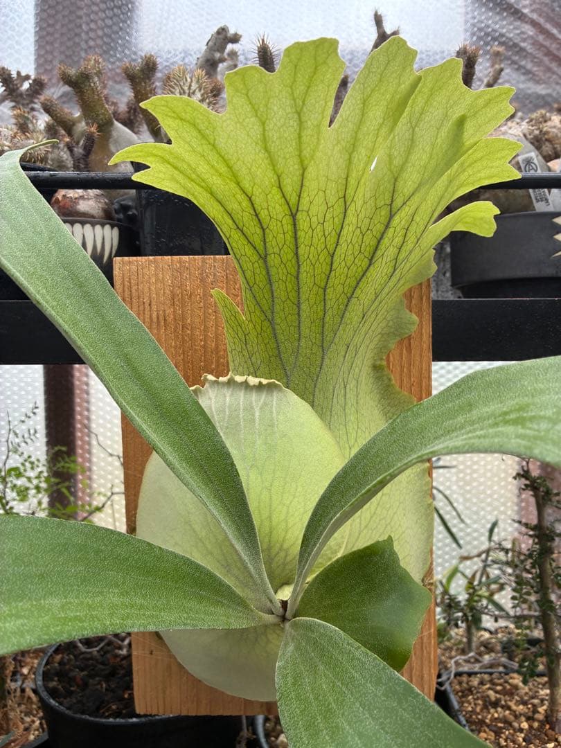 ビカクシダss.foong ウィリンキーベイチーリドレイヒリー