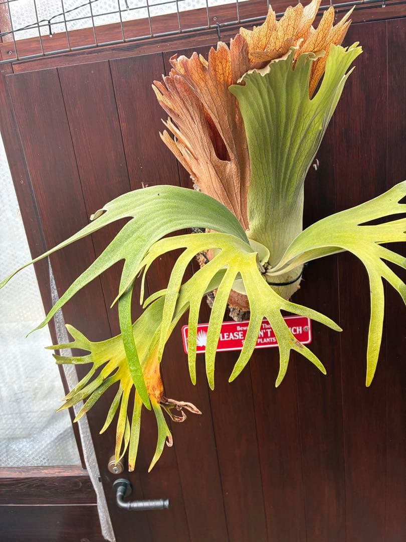 ビカクシダss.foong ウィリンキーベイチーリドレイヒリー