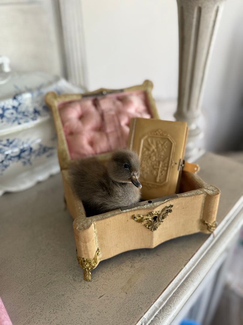 フランスアンティーク装飾ビジューコフレボックス中ライナーシルクピンク希少