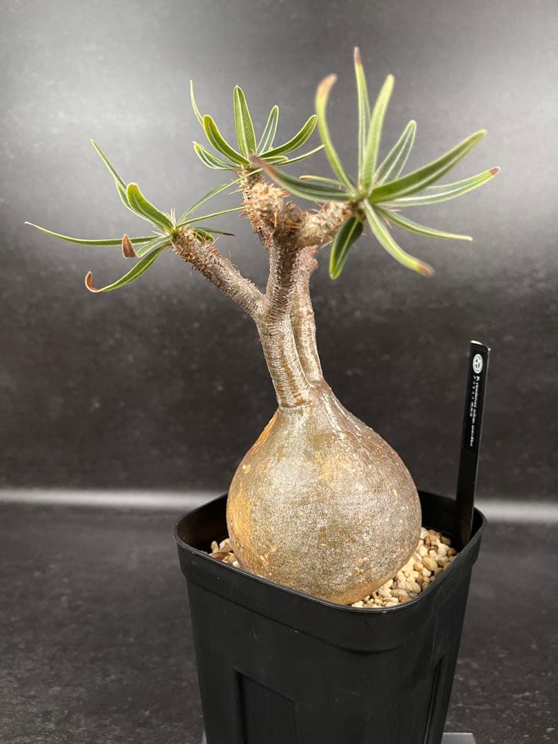 EMP パキポディウム グラキリス / ウサギ耳　現地球 C1