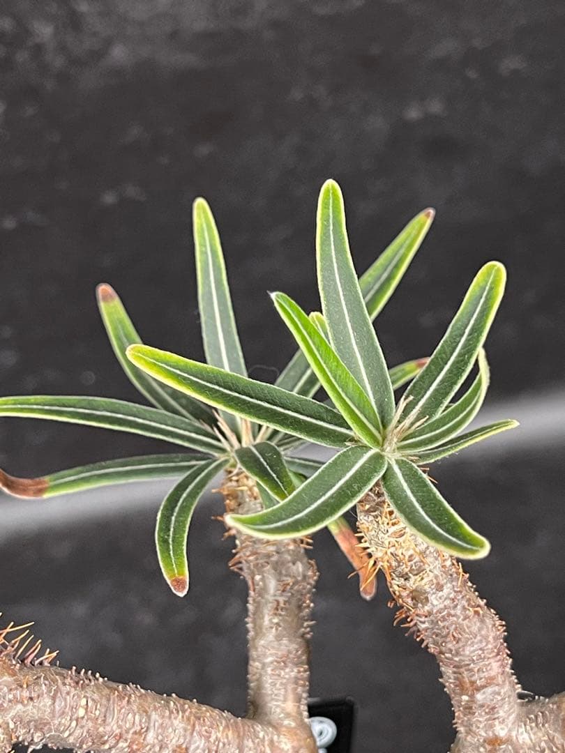 EMP パキポディウム グラキリス / ウサギ耳　現地球 C1