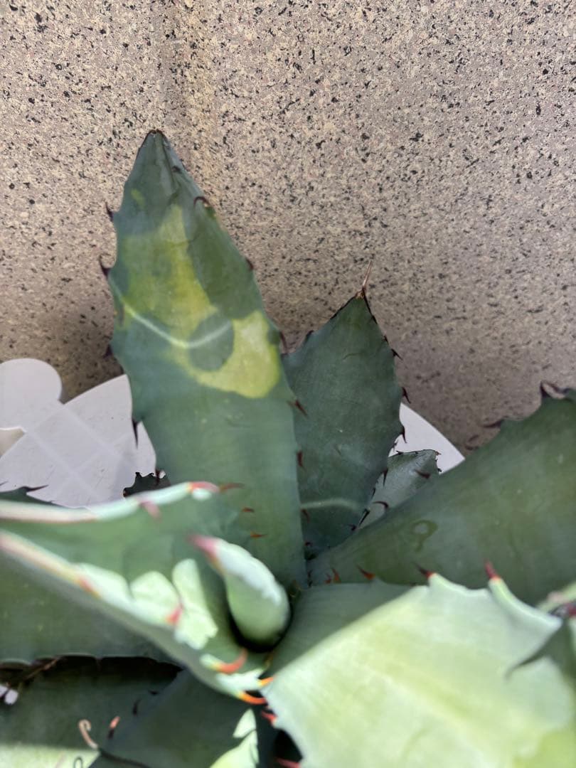 レア‼️ アガベ チタノタ × マルガリータ