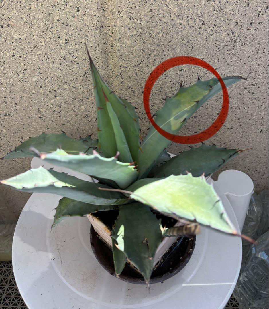 レア‼️ アガベ チタノタ × マルガリータ