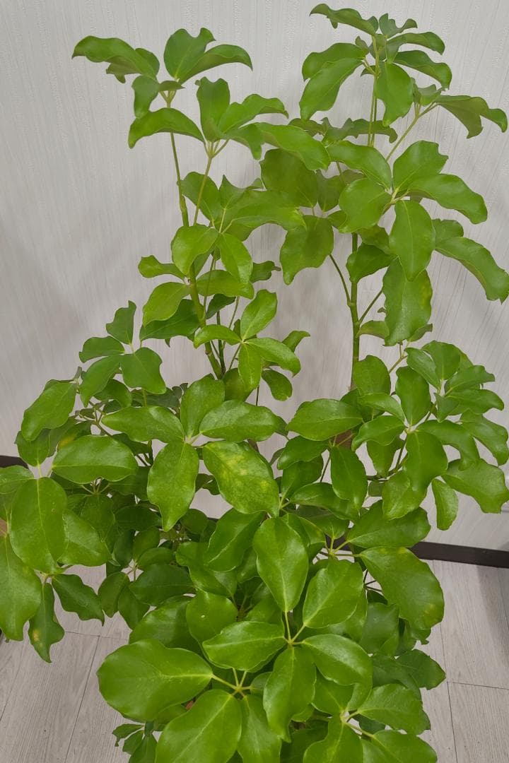 [期間限定SALE]シェフレラ・グランディ 8号｜一点限り｜mamidori