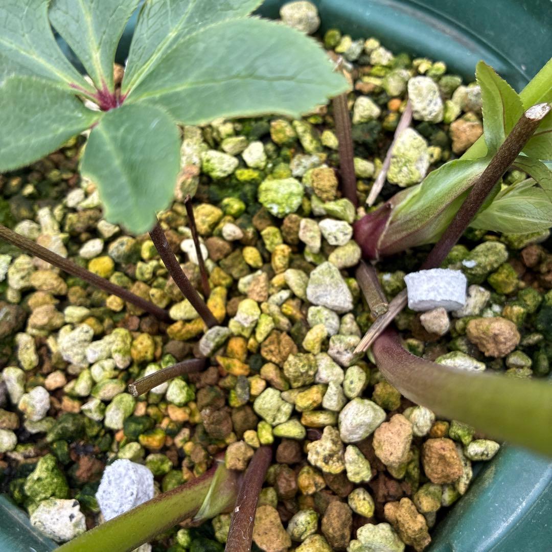 クリスマスローズ　手毬　７寸