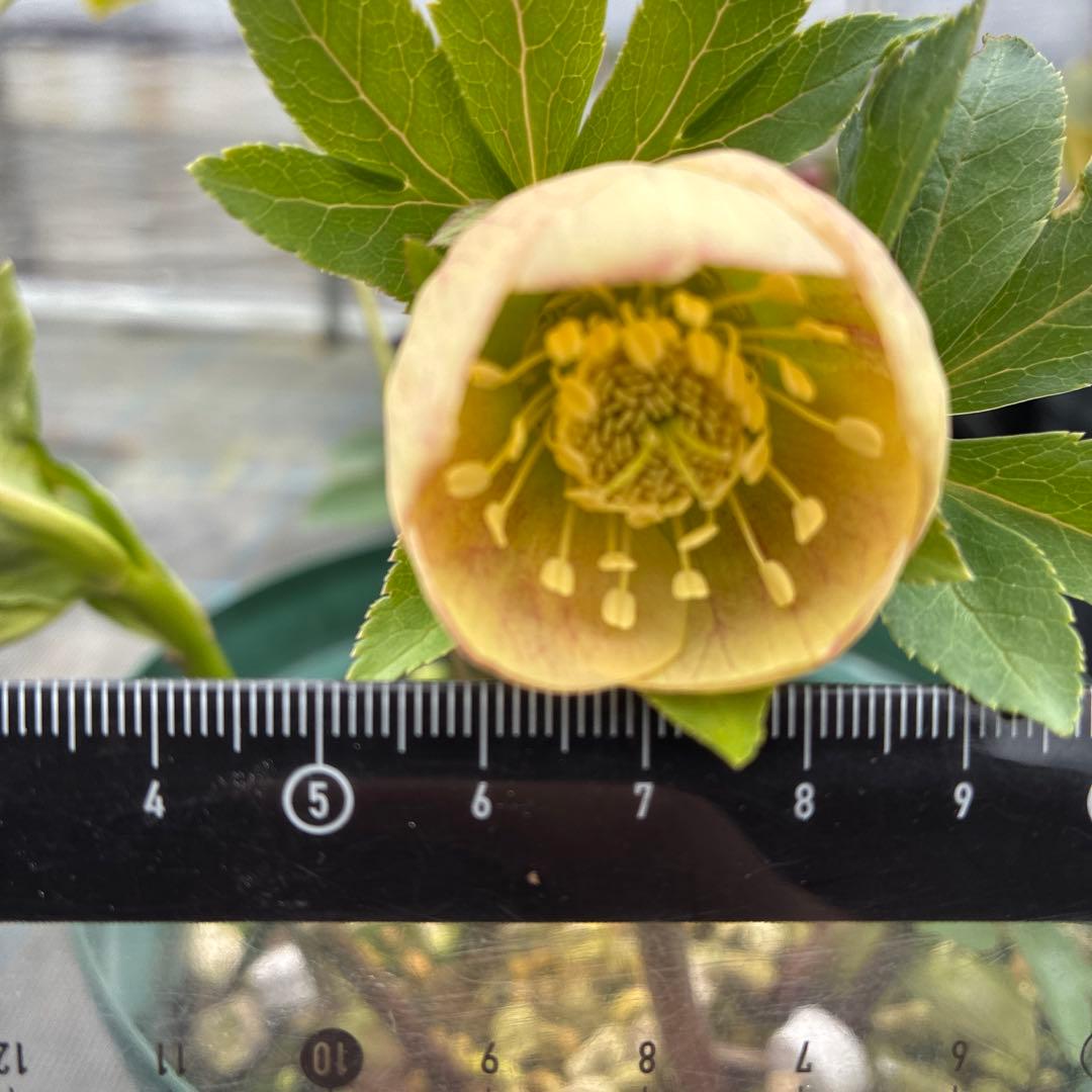 クリスマスローズ　手毬　７寸