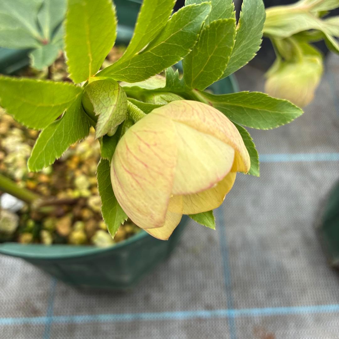 クリスマスローズ　手毬　７寸