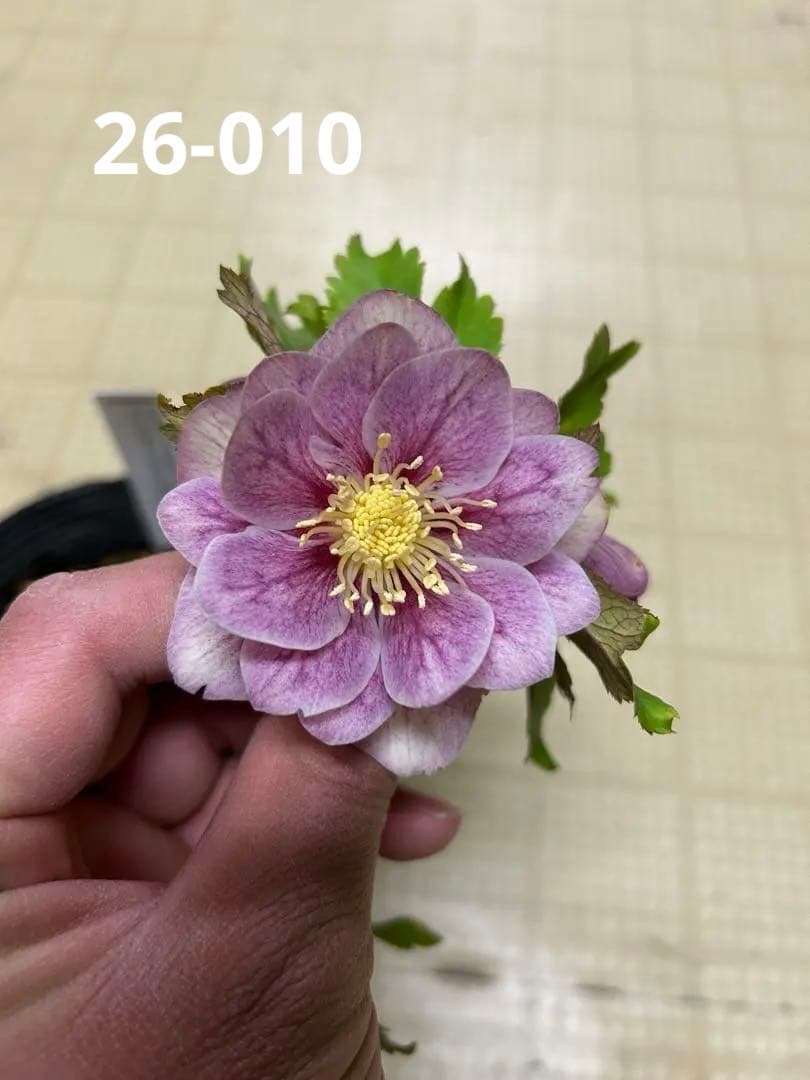 プリマヴェーラゴールド クリスマスローズ 同梱可能