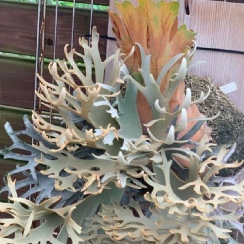 P. willinckii OMG 胞子体前葉体S３