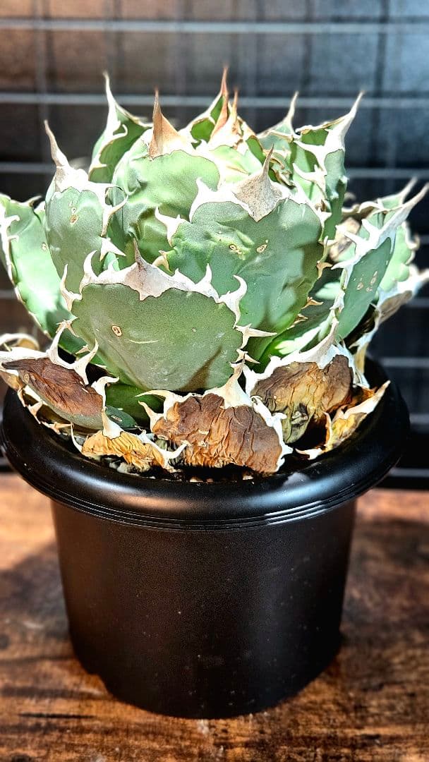 【大株】アガベ ノーネーム オテロイ チタノタ ボールタイプ