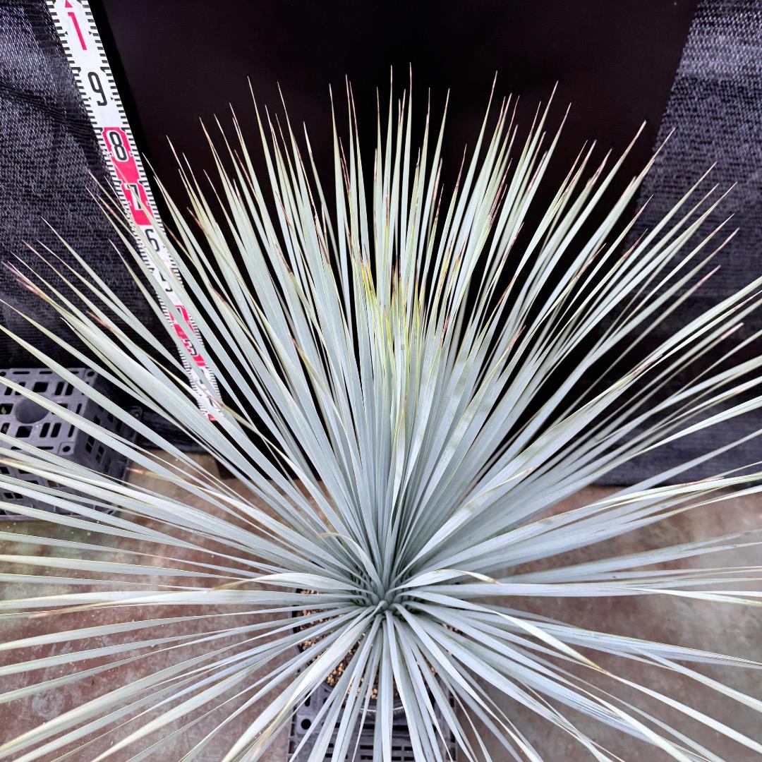 【AL1205】ユッカ　ロストラータ　ランチョブルー（品種名）