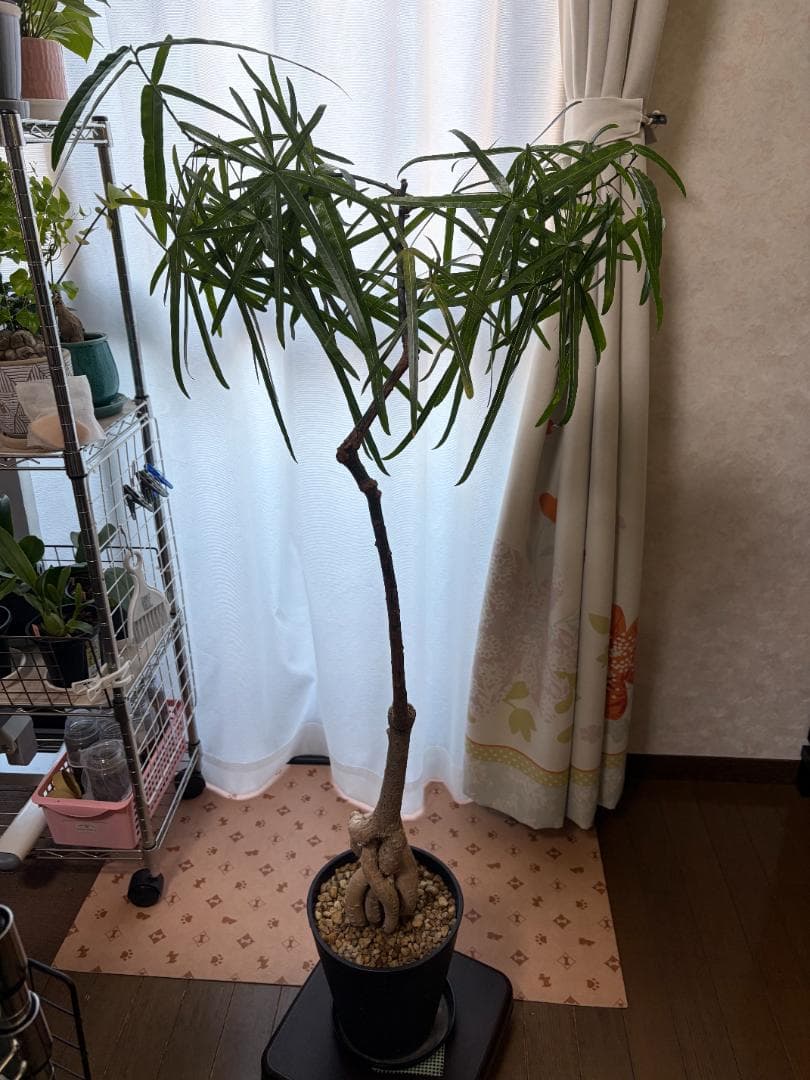 【引き取り限定】 ボトルツリー ブラキキトン 大型