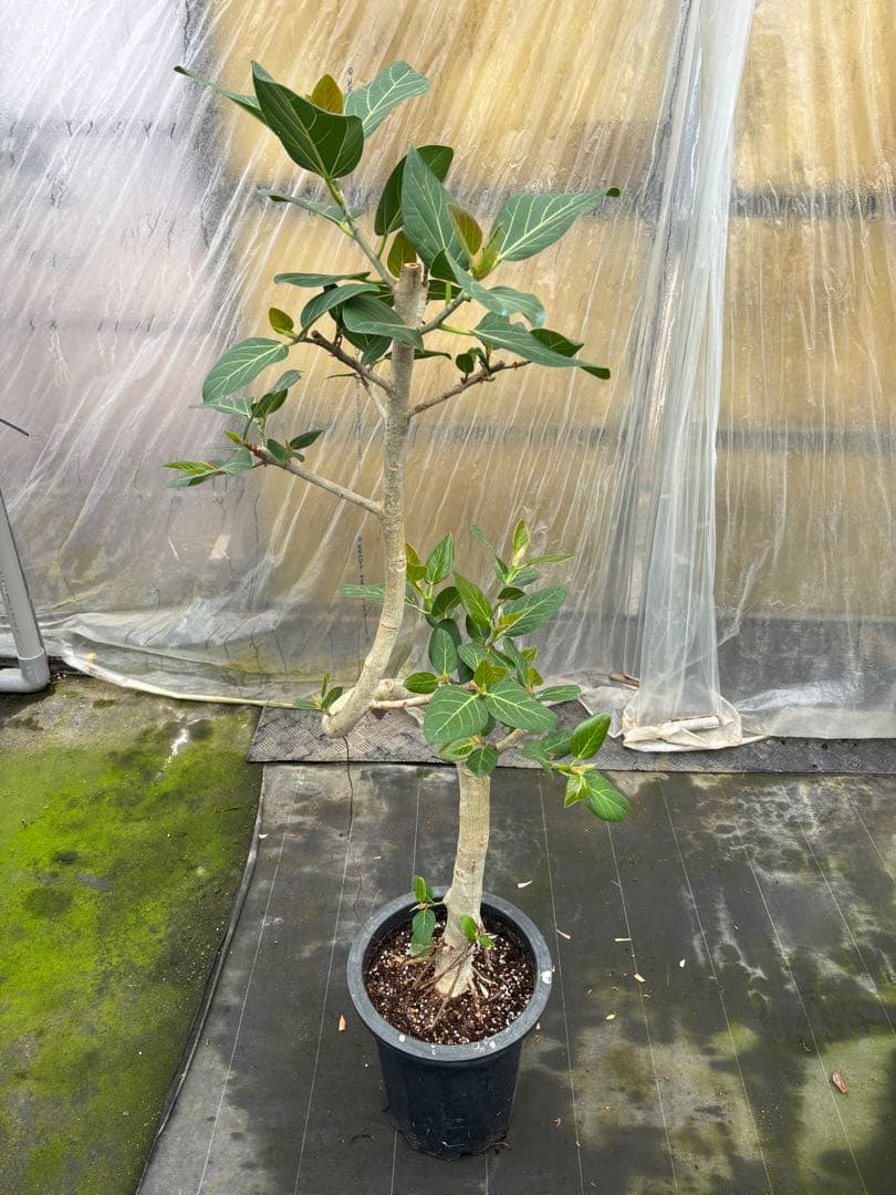 螺旋状のベンガレンシス10号　160センチ　現品