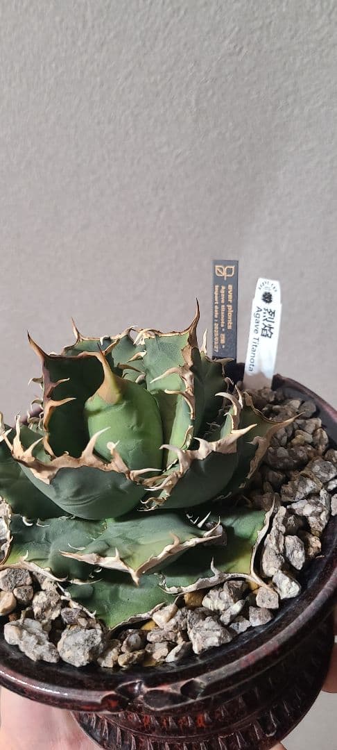 [最終値下げ]アガベ チタノタ 烈焔 レツエン