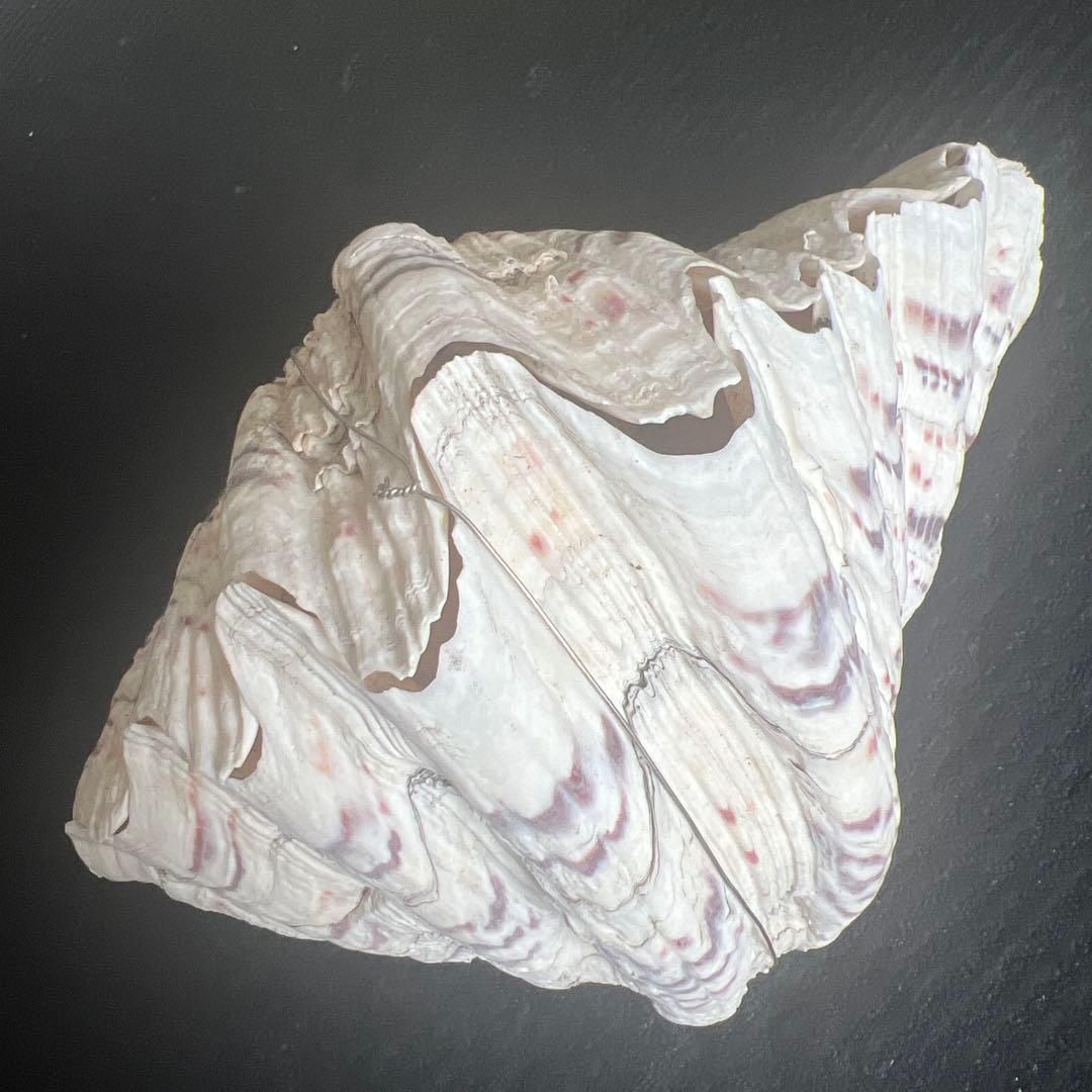 オオシャコ貝、置物、花台、インテリアコレクション