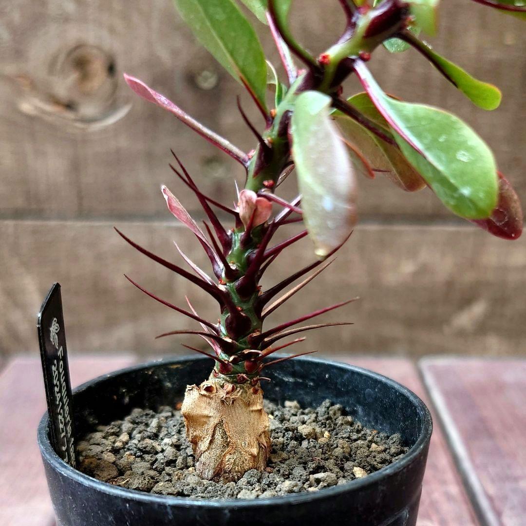 M*S様 国内実生❗️フォークイエリア ファシクラータ fasciculata