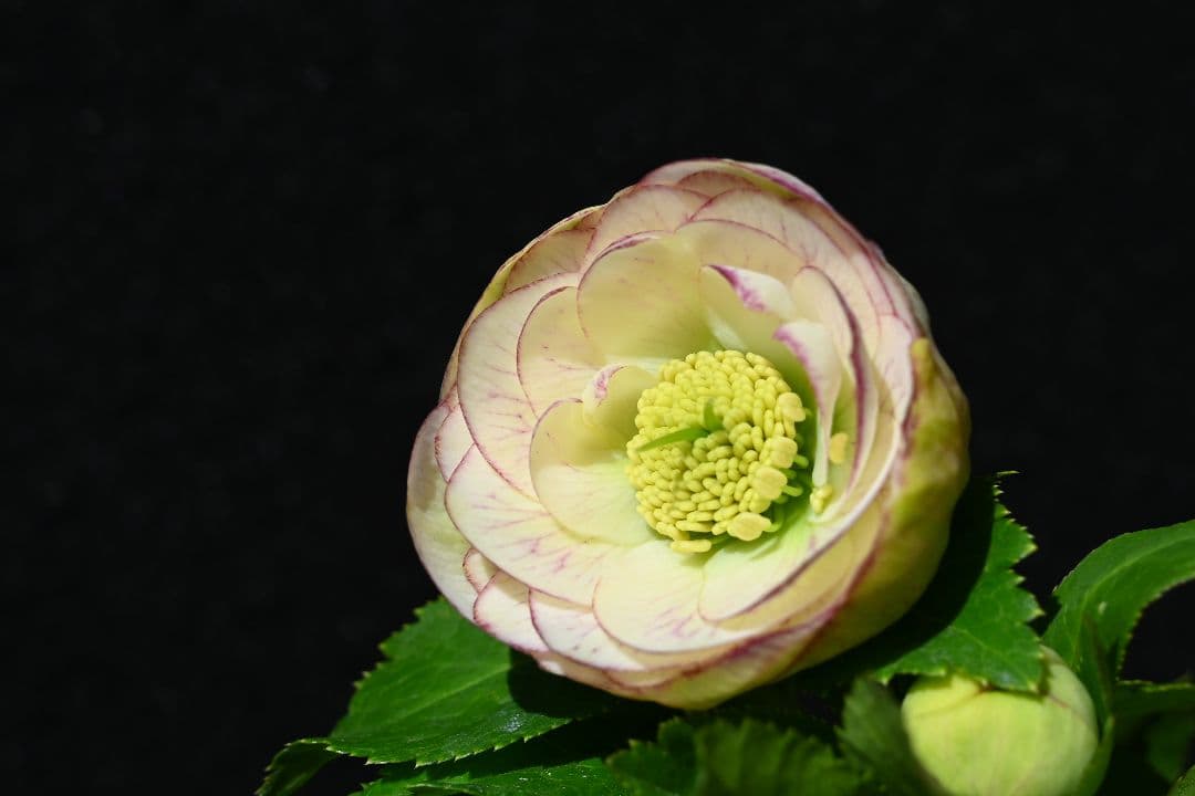 クリスマスローズ　認定プリマヴェーラ　加藤農園