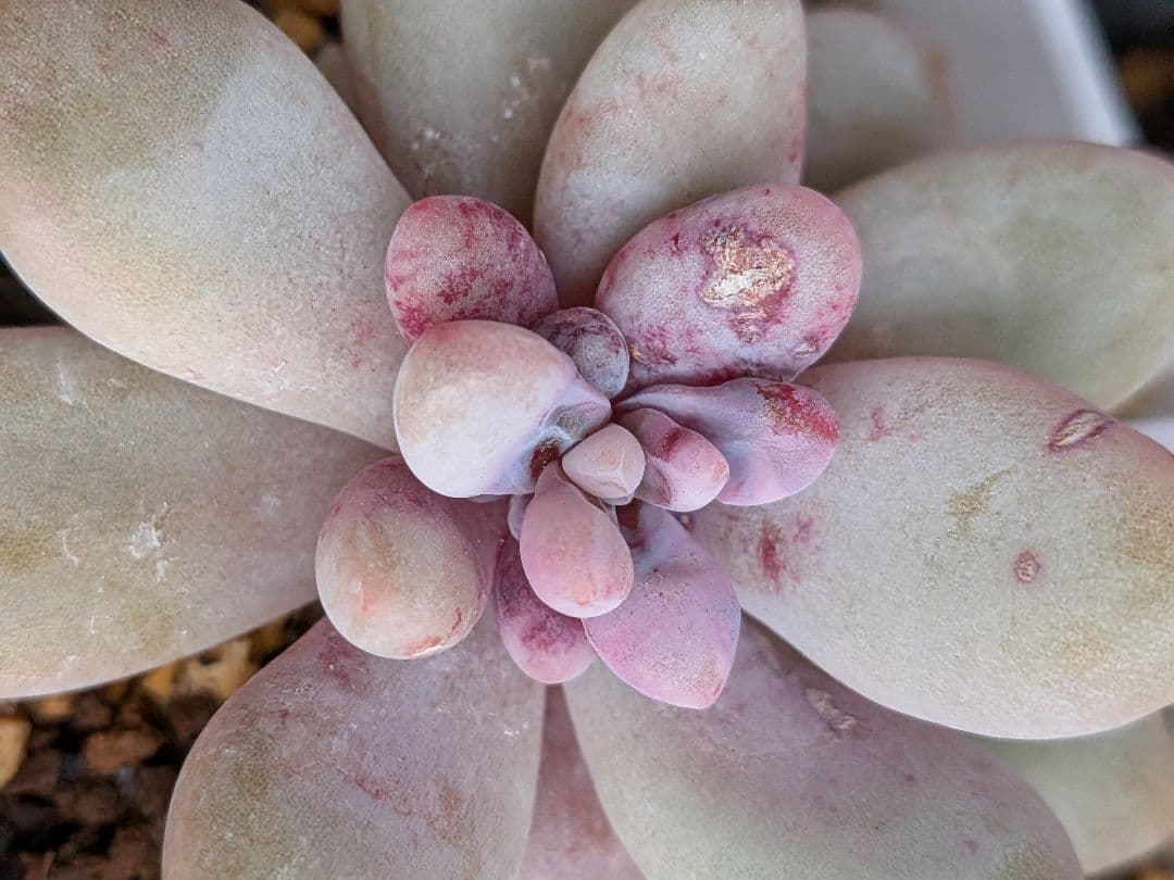 専用！名札付き❢