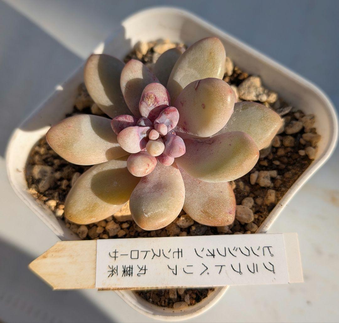 専用！名札付き❢