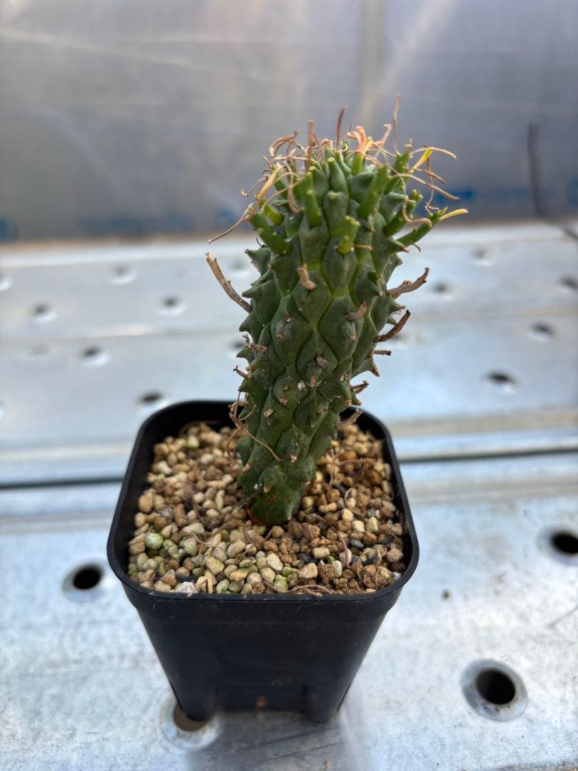 ユーフォルビア　闘牛角　スコエンランディ